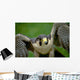 Peregrine Falcon Wall Mural