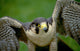 Peregrine Falcon Wall Mural