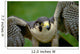 Peregrine Falcon Wall Mural