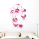 Orchid over White