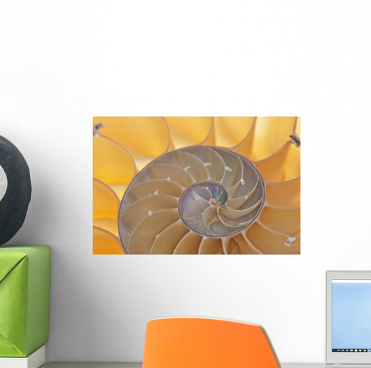 Nautilus Shell