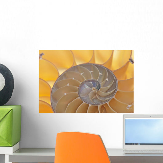 Nautilus Shell