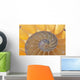 Nautilus Shell