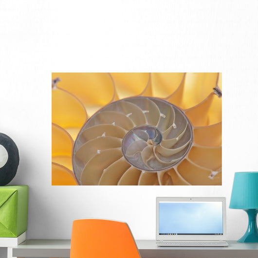 Nautilus Shell