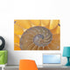 Nautilus Shell