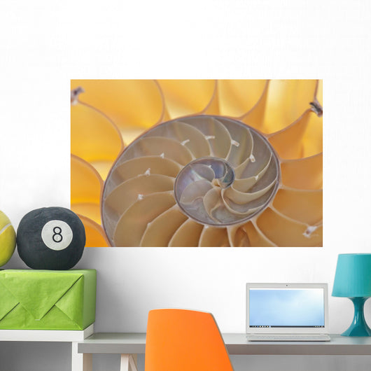 Nautilus Shell