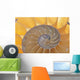 Nautilus Shell