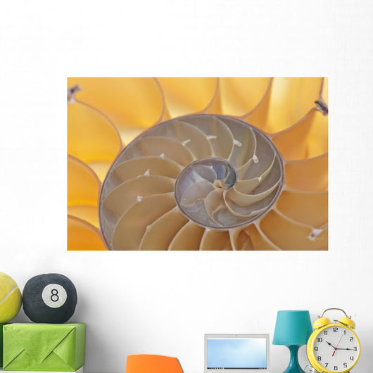 Nautilus Shell