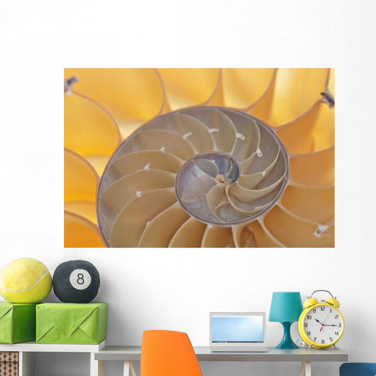 Nautilus Shell