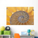 Nautilus Shell
