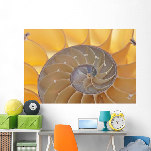 Nautilus Shell