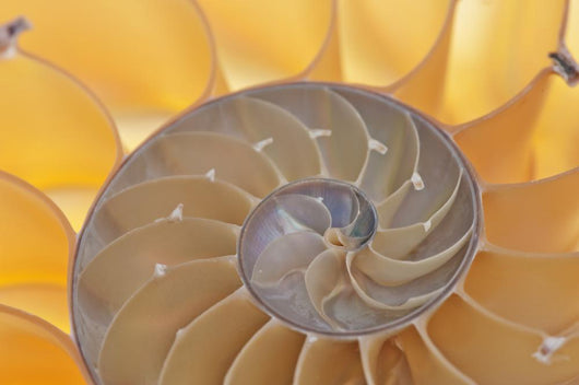 Nautilus Shell