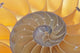 Nautilus Shell