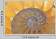 Nautilus Shell