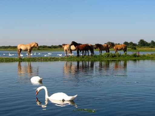 Chevaux Wall Decal