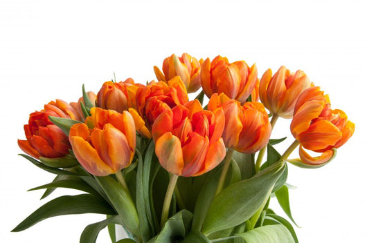 Orange Tulips