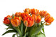 Orange Tulips