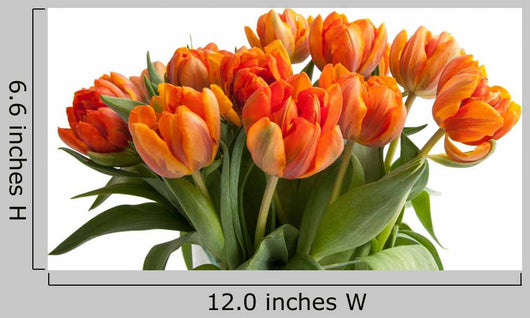 Orange Tulips