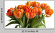 Orange Tulips