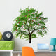 apple tree isolated on white background Wall Decal