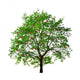 apple tree isolated on white background Wall Decal