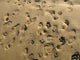 Sand Feet 02 Wall Decal