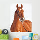 Portrait Sorrel Beautiful Horse Wall Decal