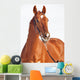 Portrait Sorrel Beautiful Horse Wall Decal