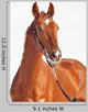 Portrait Sorrel Beautiful Horse Wall Decal