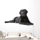Black Labrador Retriever Lying Wall Decal