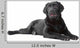Black Labrador Retriever Lying Wall Decal