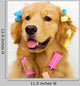 Cute Golden Retriever with