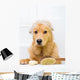 Cute dog unhappy about bath time Wall Decal