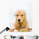Cute dog unhappy about bath time Wall Decal