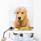 Cute dog unhappy about bath time Wall Decal