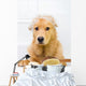 Cute dog unhappy about bath time Wall Decal