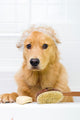 Cute dog unhappy about bath time Wall Decal
