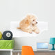 Apricot Poodle Puppy Portrait Wall Decal
