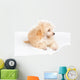 Apricot Poodle Puppy Portrait Wall Decal