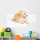 Apricot Poodle Puppy Portrait Wall Decal