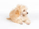 Apricot Poodle Puppy Portrait Wall Decal