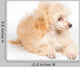 Apricot Poodle Puppy Portrait Wall Decal