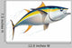Yellowfin Tuna