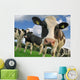 curious cow Wall Mural