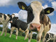 curious cow Wall Mural
