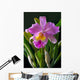 Orchid Wall Mural