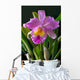 Orchid Wall Mural