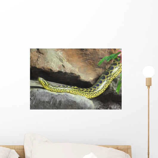 Yellow Anaconda [ Eunectes notaeus ] on the rock. Wall Mural