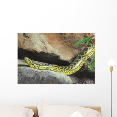 Yellow Anaconda Eunectes Notaeus Wall Mural shown on a wall