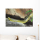 Yellow Anaconda [ Eunectes notaeus ] on the rock. Wall Mural